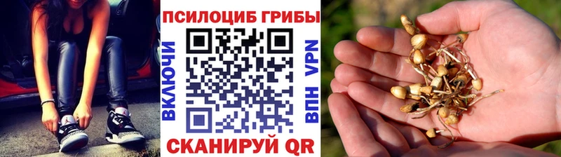 как найти закладки  Минусинск  Галлюциногенные грибы прущие грибы 